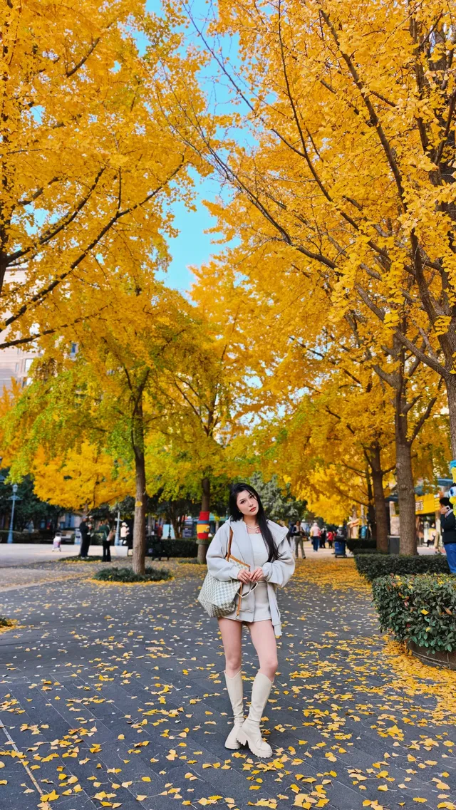 黃金城道及周邊最全銀杏拍攝citywalk路線 黃金城道及周邊最全銀杏拍攝citywalk路線