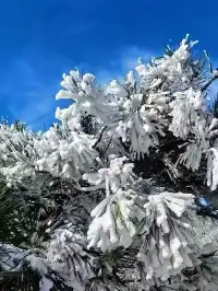 12月中莽山現狀,冷到哭,崩潰到想逃...