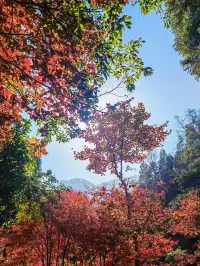 每週一山百丈漈帶娃闖進瀑布的武俠世界