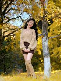 藏在廣東的「金色風暴眼」!銀杏迎來年度顏值巔峰!