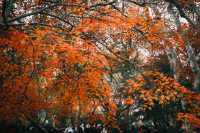 魯迅公園的秋日啟示:「生命暫停鍵」 金黃的銀杏葉像撒了一地碎金,紅楓則像一團團燃燒的火焰, 陽光