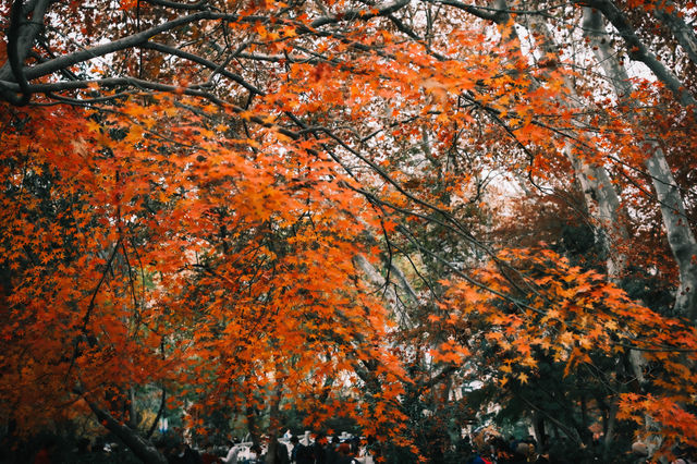 魯迅公園的秋日啟示:「生命暫停鍵」 金黃的銀杏葉像撒了一地碎金,紅楓則像一團團燃燒的火焰, 陽光 魯迅公園的秋日啟示:「生命暫停鍵」 金黃的銀杏葉像撒了一地碎金,紅楓則像一團團燃燒的火焰, 陽光