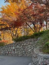 清涼山公園才是金陵賞秋天花板!