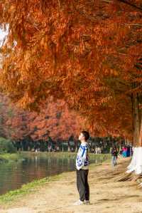 成都昇仙湖公園|晨霧下的水杉林是那麼的夢幻