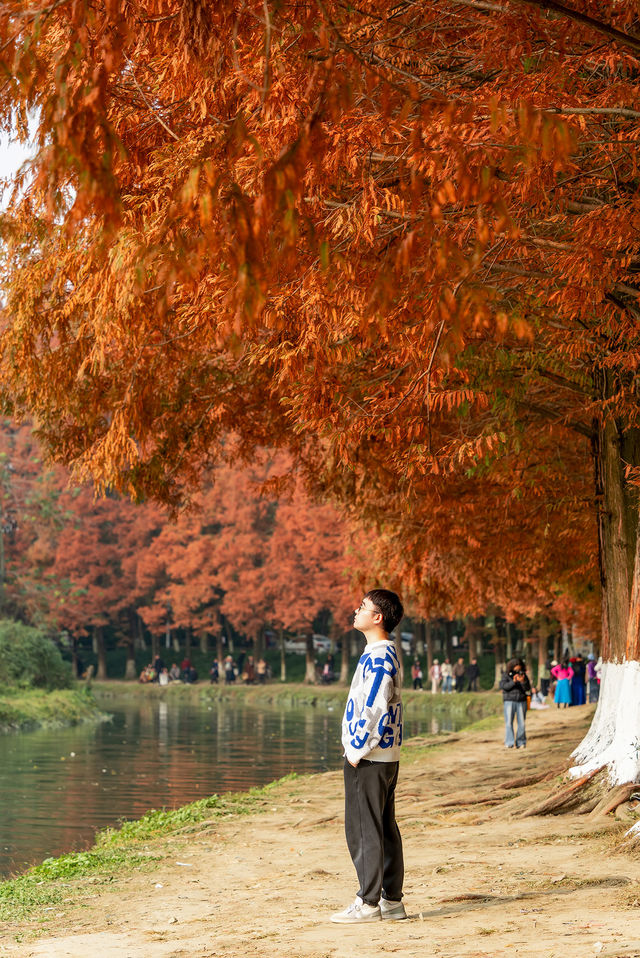 成都昇仙湖公園|晨霧下的水杉林是那麼的夢幻 成都昇仙湖公園|晨霧下的水杉林是那麼的夢幻