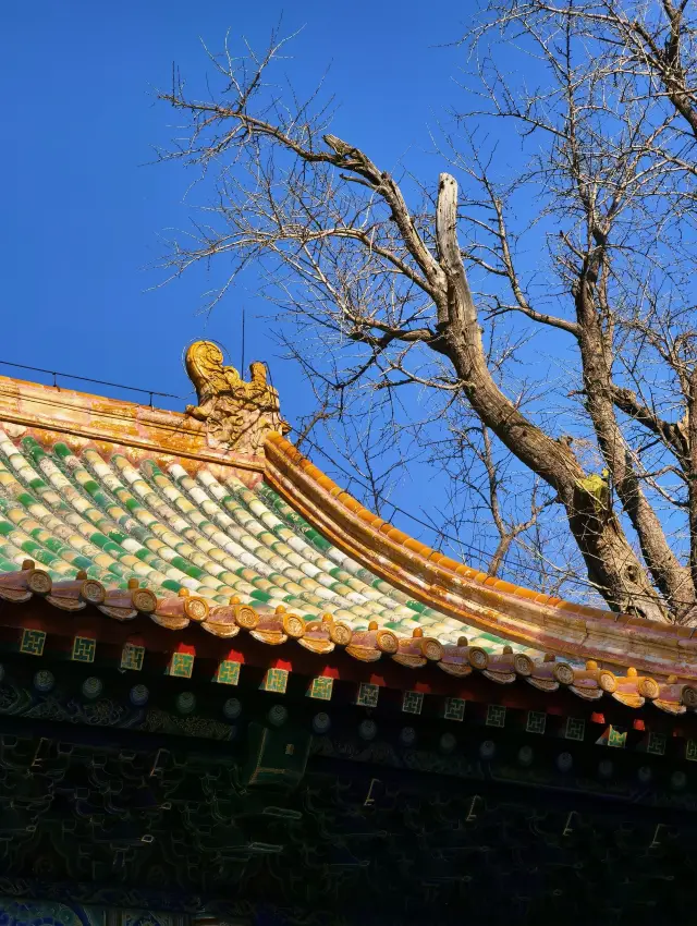 The fragrance of wintersweet fills the Reclining Buddha Temple, and the dawn redwoods are beautiful in Cherry Valley