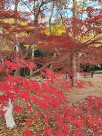 秋天的共青森林公園彷彿是一幅油畫