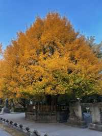 冬天必衝成都-樂山遊玩攻略速碼住