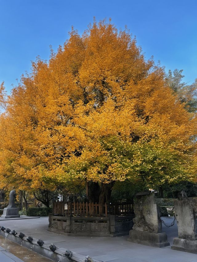 冬天必衝成都-樂山遊玩攻略速碼住 冬天必衝成都-樂山遊玩攻略速碼住