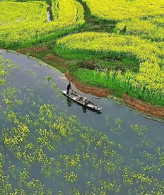 Stunning Water Rapeseed Flowers Appear in Huaihua, Hunan