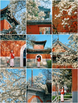 만수사의 목련 절경이 이미 준비 완료, 3월 25일 실사