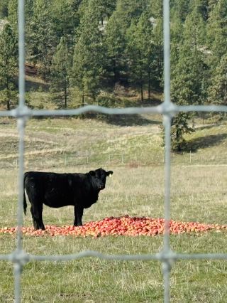 カナダ唯一の砂漠、荒野のアートレジデンスが最高すぎる！