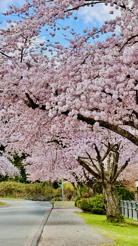 バンクーバー桜手記⑨｜この坂の春色は、本気で咲いている | Trip.com