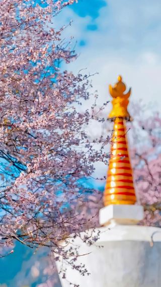 満園の桃の木が傾多寺に広がる