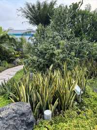 新加坡樟宜機場|機場裡的仙人掌花園