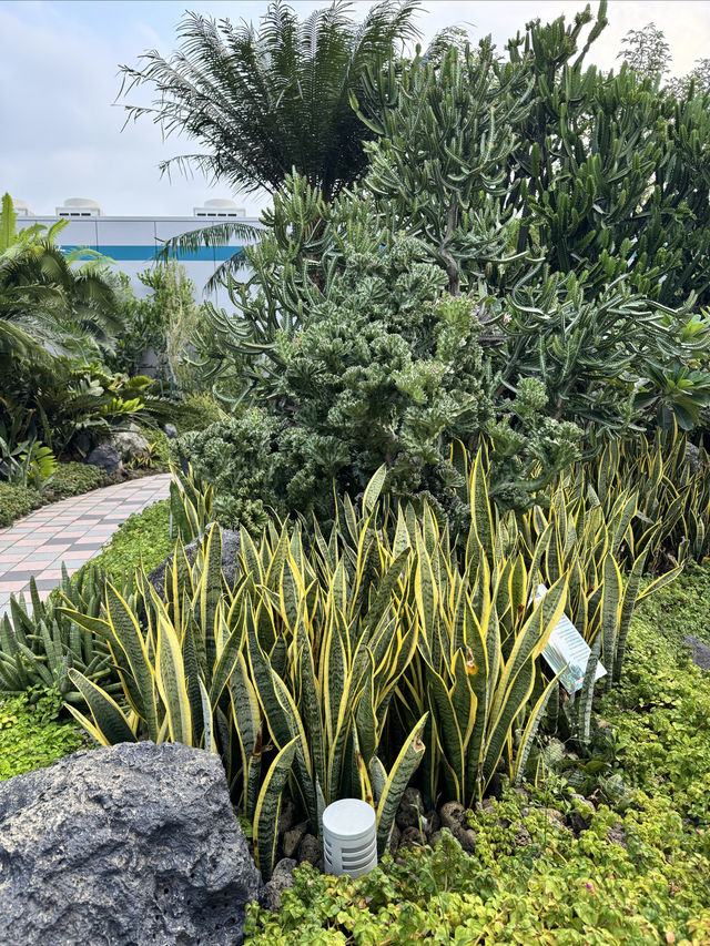 新加坡樟宜機場|機場裡的仙人掌花園
