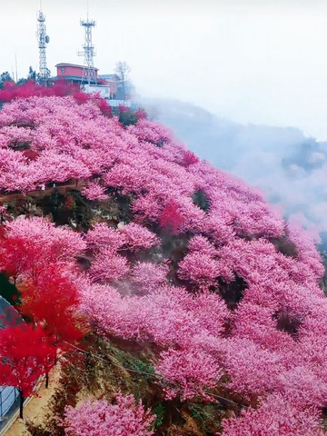 重慶猫山桜博園｜3000エーカーの茶畑と桜の海、春のロマンチックな花見