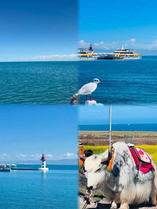 Just got back from my "ordeal" at Qinghai Lake, and I really don't recommend going in October–November because it's just too...