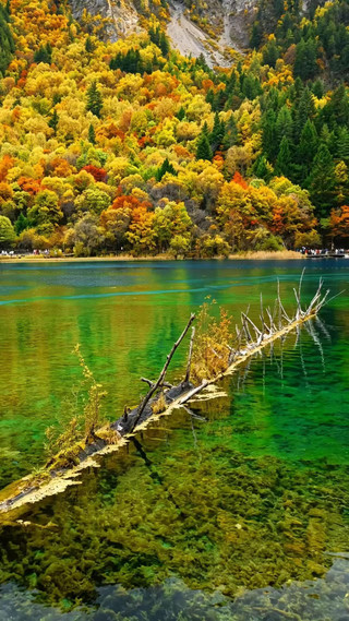 The colorful forests of Jiuzhaigou are in peak season. Rush to take this route at the end of October for phone photos that look like oil paintings.