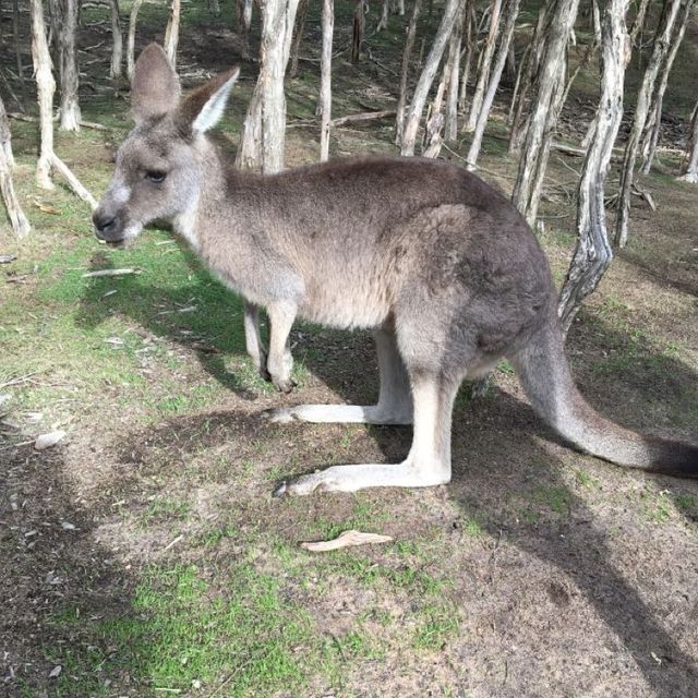 Fun place to get close to the wallby 🦘 