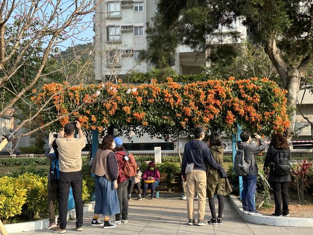 坐港鐵遊香港｜石門站｜安景街公園櫻花以外有驚喜