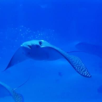 Osaka | Aquarium Kaiyukan