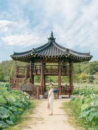 연꽃을 보고싶다면 함안으로 🪷💕
