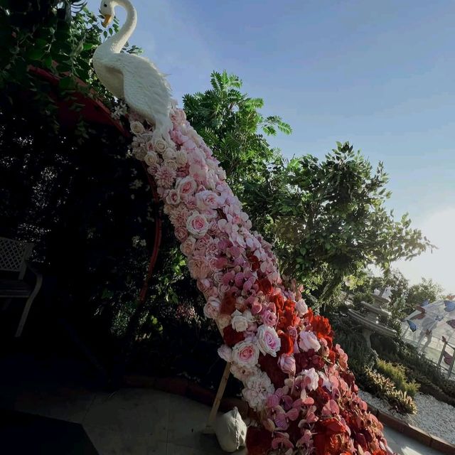 TheBloomingOrchids