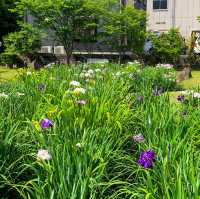 เทศกาลดอกไอริส 花じょうぶ祭