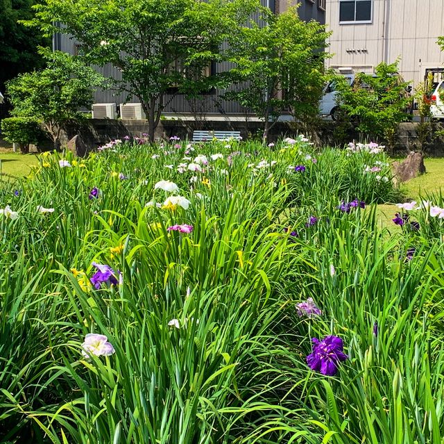 เทศกาลดอกไอริส 花じょうぶ祭
