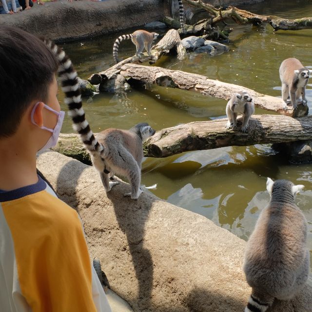 【 近距離親親小動物。神戶動物王國 】