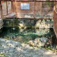 熱川バナナワニ園の動物たち