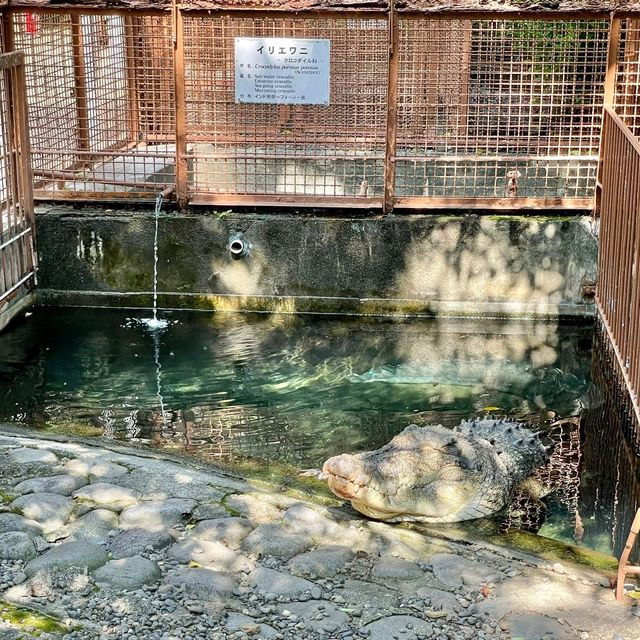 熱川バナナワニ園の動物たち