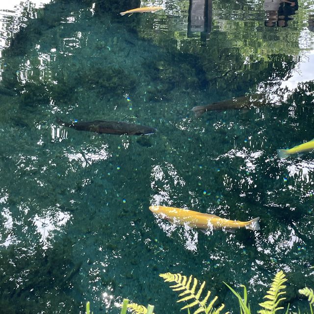 【忍野八海】富士山の湧水でできた8つの池