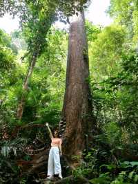Giant tree at Rainforest in Sabah!