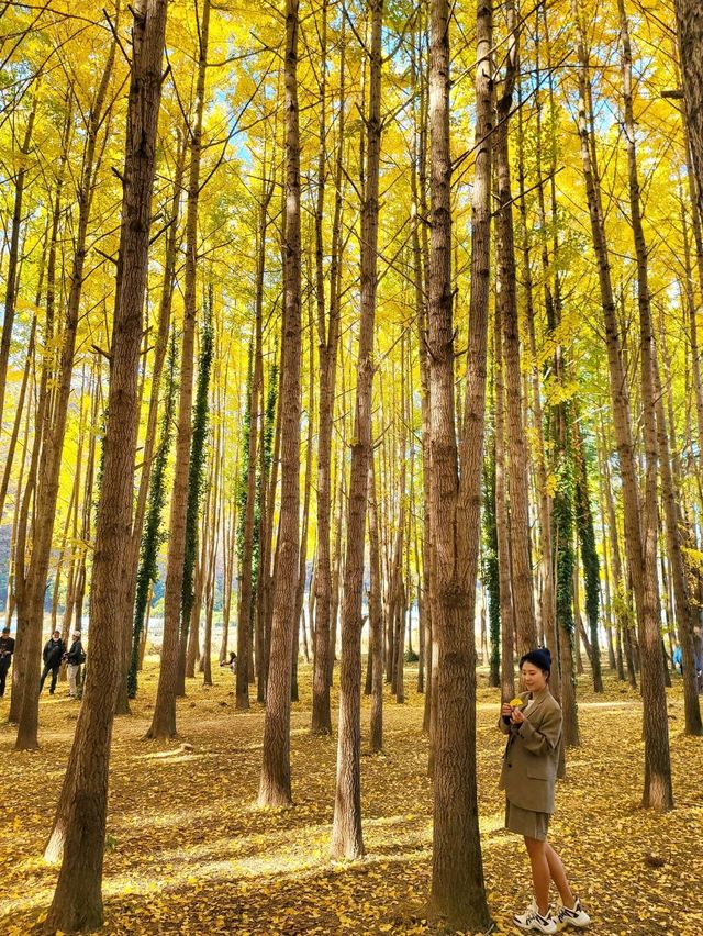 올해 역대급이었던 경주 도리마을 은행나무숲✨️