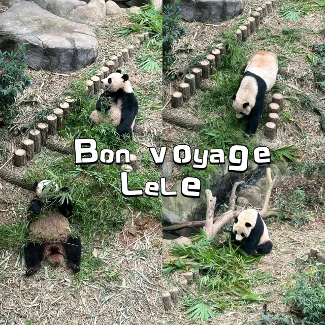 Bon Voyage Cute Panda LeLe