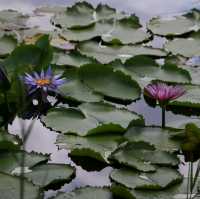 สวนพฤกษศาสตร์ รอวมื