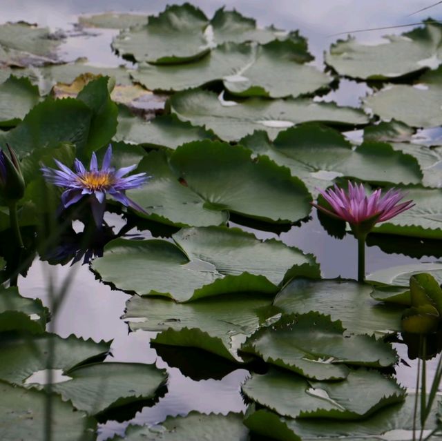 สวนพฤกษศาสตร์ รอวมื