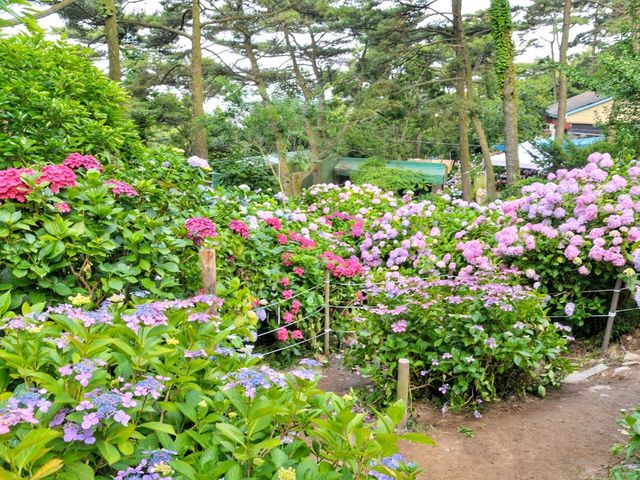 일출도 보고 수국도 볼수 있는 태종대🏞