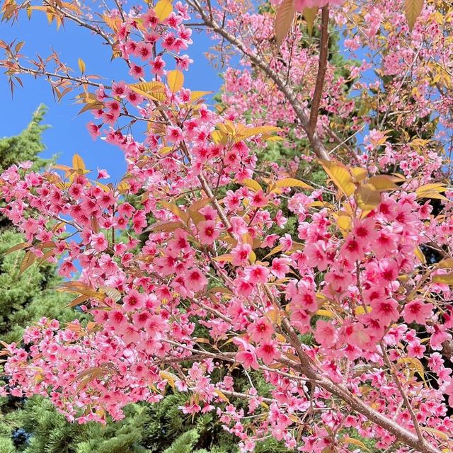 🌸  ผาซากุระ @ขุนวาง เชียงใหม่ 🌸
