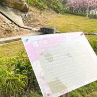 香港櫻花園🌸cherry blossom garden in Hong Kong🇭🇰 