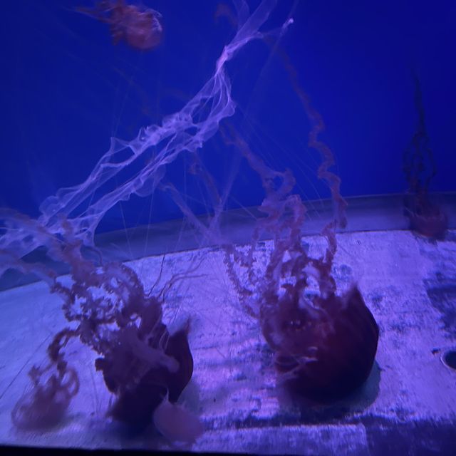 S.E.A. Aquarium