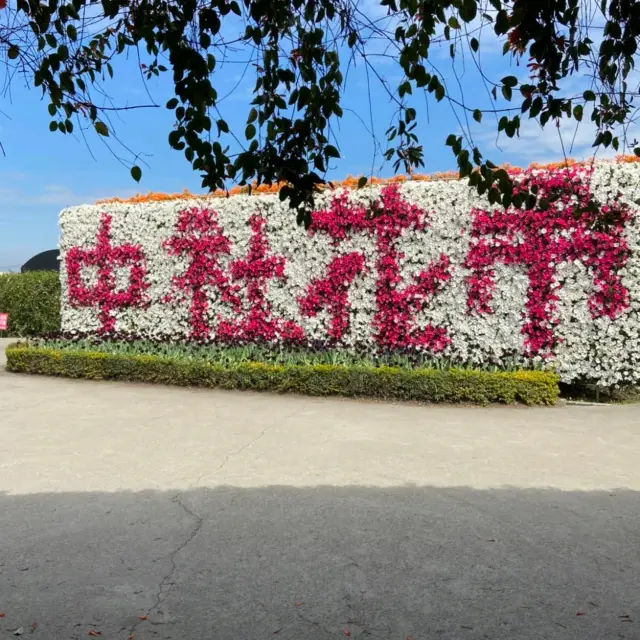 台中中社花市，花盛開時滿片一地，很漂亮