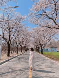🌸대구 벚꽃 여행지 모음🌸
