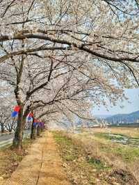 대구근교 벚꽃로드, 실시간 청도 벚꽃터널🌸