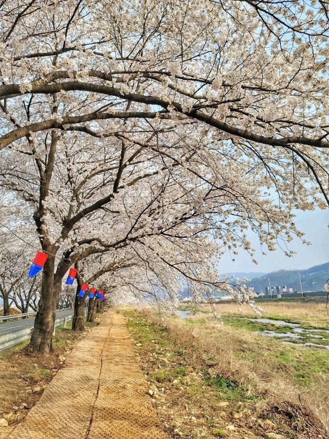 대구근교 벚꽃로드, 실시간 청도 벚꽃터널🌸