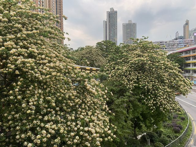 魚木樹花海