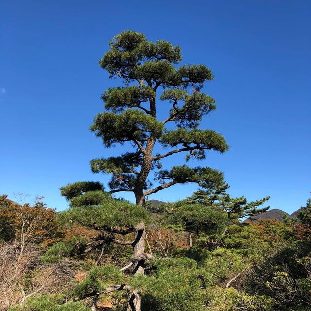 日本🇯🇵輕鬆郊游徑🫶🏻享受大自然☺️森林系旅行🧳