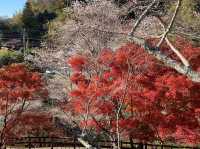 เที่ยว OBARA ชมซากุระพร้อมใบไม้เปลี่ยนสี🌸🍁